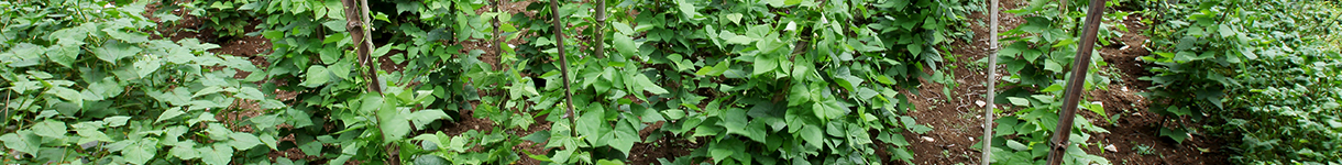 pic2.jpg